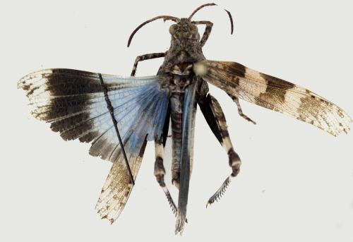 Réf. 349 079 : Oedipoda caerulescens caerulescens